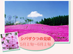 芝桜.jpg